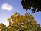 English: Autumn Colours, London N14 Complementary colours of the yellow leaves and blue sky.