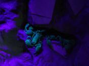 English: Emperor scorpions exposed to ultra-violet light at Point Defiance Zoo & Aquarium