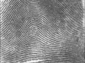 English: Picture of an arch fingerprint pattern. Image source: NIST. Category:Fingerprints