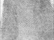 English: A tented arch fingerprint pattern.