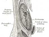 Sagittal section through posterior abdominal wall, showing the relations of the capsule of the kidney.