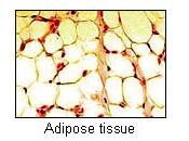 Adipose tissue is one of the main types of connective tissue.
