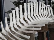 Minke Whale Skeleton Reconstruction