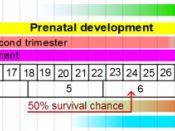 English: Stages in Prenatal development, with weeks and months numbered by gestation. Image made in Inkscape. References are found in equivalent Wikipedia articles: Fetus Gestational age Human development (biology) Pregnancy Prenatal development Viability