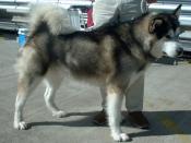 An Alaskan malamute, derived from the original Inuit sled dog breed