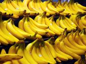 Cavendish bananas are the main commercial banana cultivars sold in the world market.
