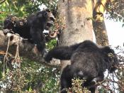 English: Alpha male chimp and older jump on fig tree