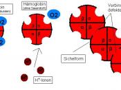 Deutsch: Hämoglobin Sichelzellenanämie
