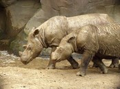 English: Sumatran Rhinoceroses at the Cincinnati Zoo & Botanical Garden