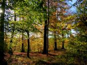 Autumn forest sceenario.