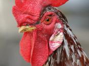 An adult male chicken, the rooster has a prominent fleshy crest on his head called a comb and hanging flaps of skin on either side under his beak called wattles. Français : Un coq, mâle adulte entier de l'espèce Gallus gallus, possède un appendice charnu 