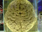 English: a human brain in a jar