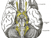 The mass is usually located at the tuber cinereum of the hypothalamus.