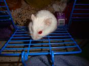 Albino Hamster in cage