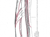 The radius and ulna of the left forearm, posterior surface.