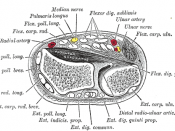 Transverse section across distal ends of radius and ulna.