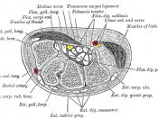 Transverse section across the wrist and digits.