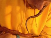 Mace meets Aapeli the #cornSnake. Thanks Anni!! #snake #animal #existentialism #aBigDayForMePersonally