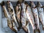 English: Kingfish, Menticirrhus saxatilis, caught in the Great South Bay