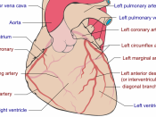 English: Coronary circulation, with coronary arteries labeled in red text and other landmarks in blue text. This vector graphics image was originally created with Adobe Illustrator, and modified with Inkscape. 32px|alt=W3C|link=http://validator.w3.org/✓ T