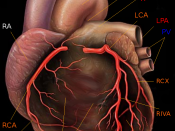 heart with coronary arteries