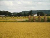 Rice is a very important crop in Japan as shown here in a rice paddy in Kurihara, Miyagi.