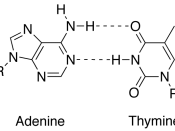 English: image of a base pair between the adenine and thymine nucleobases
