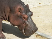 Gray hippopotamus at Lisbon zoo