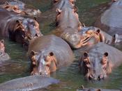 Pod of Hippos (Hippopotamus amphibius) in Luangwa Valley, Zambia Français : Groupe d'hippopotames (Hippopotamus amphibius) dans la vallée du Luangua, en Zambie