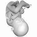 Artist's depiction of fetus at 40 weeks after fertilization, about inches (0 cm) head to toe.
