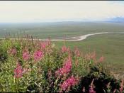 Photo of tundra vegetation on Alaska's coastal plain