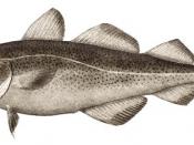 Atlantic cod fisheries have collapsed