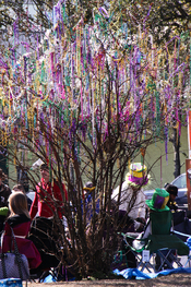 Mardi Gras bead tree, North Shore Louisiana. Some say that all the Mardi Gras beads in everyone's attic is the real reason New Orleans is sinking.