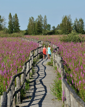 English: Purple-loosestrife, an invasive species, now dominates the Cooper Marsh Conservation Area, near Cornwal Ontraio.