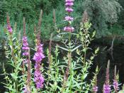 Purple loosestrife is an invasive plant deemed harmful to the watershed.