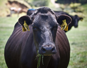 English: A dehorned dairy cow in New Zealand