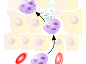 Neutrophil granulocyte migrates from the blood vessel to the matrix, sensing proteolytic enzymes, in order to determine intercellular connections (to the improvement of its mobility) and envelop bacteria through Phagocytosis.