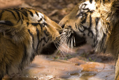 2 Bengal tigers
