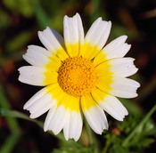 Crown Daisy (Chrysantemum coronarium)