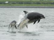An adult female bottlenose dolphin with her young, Moray Firth, Scotland