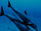 Mother and juvenile bottlenose dolphins head to the seafloor.