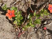 English: Scarlet Pimpernel (Anagallis arvensis) I can never see this without recalling the novel by Baroness Orczy!