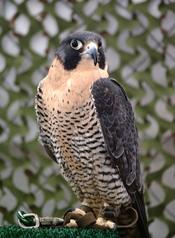 A Peregrine Falcon (Falco peregrinus) at the bird show at New York State Fair.