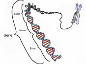 This image shows the coding region in a segment of eukaryotic DNA.