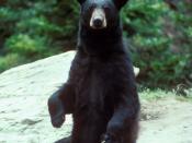 A black bear standing
