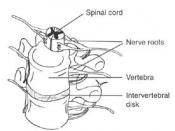 The spine shown here with spinal cord.