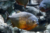 Although they have a reputation of being very aggressive, they are very sociable fish living in schools in the wild. Adult red-bellied piranhas tend to feed on worms, insects and other fish mostly at night and dawn, while juvenile feed during the day.