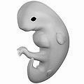 Human embryo at six weeks gestational age