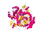 Nitric Oxide Synthase