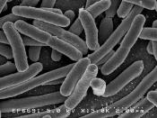 Escherichia coli: Scanning electron micrograph of Escherichia coli, grown in culture and adhered to a cover slip. Français : Escherichia coli: Micrografia d'escombrat electrònic d'un cultiu d'Escherichia coli. Orígen de la imatge: NIAID Crèdits: Rocky Mou